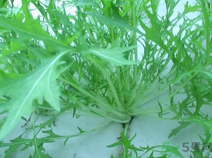 十月份種什么蔬菜？十月份適合種什么蔬菜？
