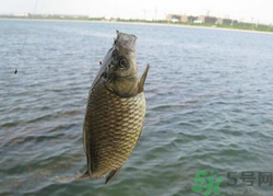 秋天釣魚用什么餌料？秋季釣魚用什么餌料好？