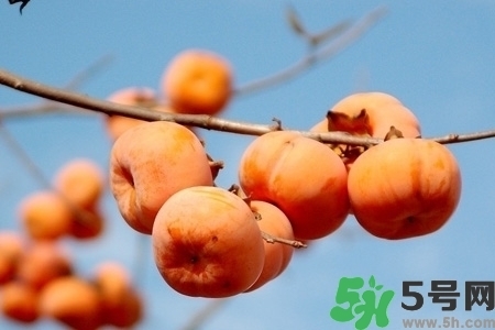 脆柿子是怎么做好吃？脆柿子的制作方法