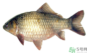 秋天釣鯽魚用什么餌料？秋天釣鯽魚用什么味餌？