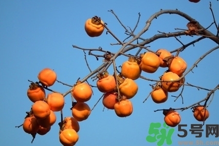 脆柿子是怎么做好吃？脆柿子的制作方法
