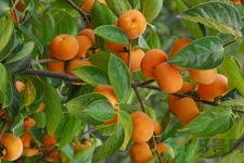 坐月子能吃脆柿子嗎？脯乳期可以吃脆柿子嗎？