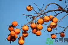 軟柿子和硬柿子能經(jīng)常吃嗎？脆柿子和軟柿子的區(qū)別