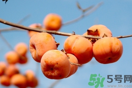 軟柿子和硬柿子能經(jīng)常吃嗎？脆柿子和軟柿子的區(qū)別
