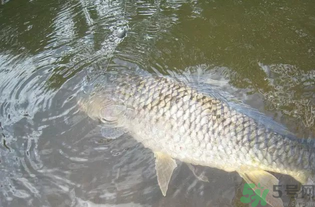 秋天釣魚用腥還是香？秋天釣魚用什么味型餌料？