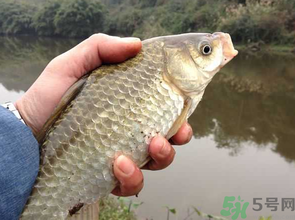 十月份釣鯽魚用什么餌？十月份釣鯽魚用什么餌料好？