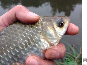 十月份釣鯽魚用什么餌？十月份釣鯽魚用什么餌料好？