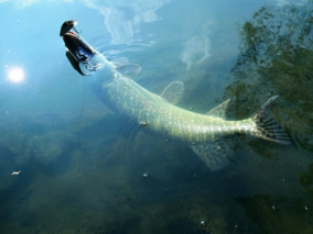 秋天釣魚(yú)用什么小藥？秋天釣魚(yú)小藥搭配