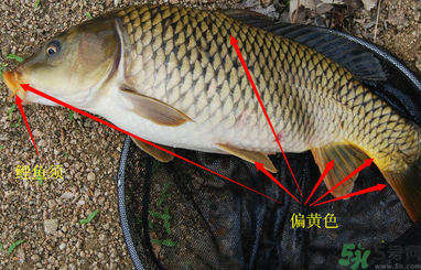 秋天釣鯉魚用什么小藥？秋天黑坑釣鯉魚用什么小藥？