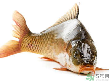 秋天釣鯉魚用什么小藥？秋天黑坑釣鯉魚用什么小藥？