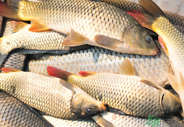 秋天釣鯉魚用什么小藥？秋天黑坑釣鯉魚用什么小藥？