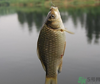 秋天黑坑釣鯽魚用什么餌料？秋天黑坑釣鯽魚餌料配方