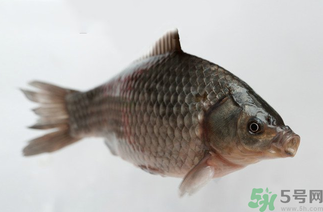 秋天黑坑釣鯽魚用什么餌料？秋天黑坑釣鯽魚餌料配方