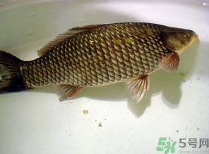 秋天黑坑釣鯽魚用什么餌料？秋天黑坑釣鯽魚餌料配方