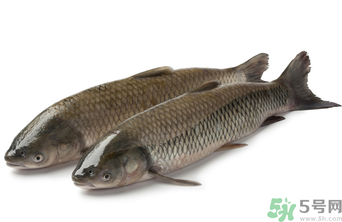十月份草魚好釣嗎？十月份怎么釣草魚？