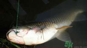 十月份可以釣鯉魚(yú)嗎？十月份釣鯉魚(yú)用什么餌？