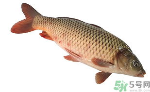 十月份可以釣鯉魚(yú)嗎？十月份釣鯉魚(yú)用什么餌？