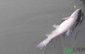 秋天釣草魚用什么餌？秋季釣草魚用什么餌最好？ 