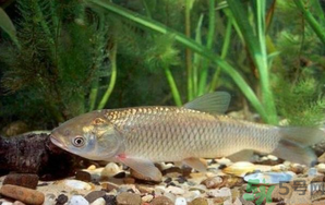 秋天釣草魚用什么餌？秋季釣草魚用什么餌最好？ 