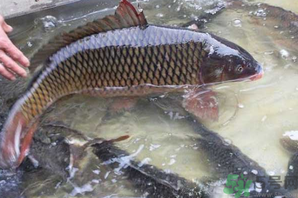 用玉米粒怎么釣鯉魚？玉米粒怎么泡制釣魚餌料？