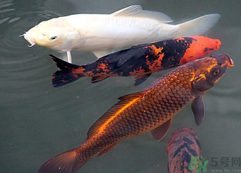 用玉米粒怎么釣鯉魚？玉米粒怎么泡制釣魚餌料？