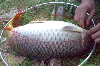 用玉米粒怎么釣鯉魚？玉米粒怎么泡制釣魚餌料？