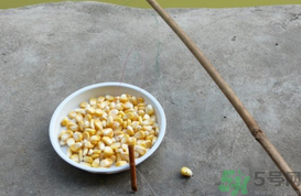 玉米粒怎么釣魚？怎么用玉米粒釣魚？