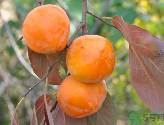 黃柿子和紅柿子有什么區(qū)別？紅柿子和黃柿子哪個(gè)好？