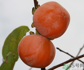 黃柿子和紅柿子有什么區(qū)別？紅柿子和黃柿子哪個(gè)好？