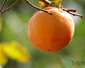 黃柿子和紅柿子有什么區(qū)別？紅柿子和黃柿子哪個(gè)好？
