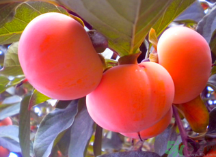 黃柿子和紅柿子有什么區(qū)別？紅柿子和黃柿子哪個(gè)好？