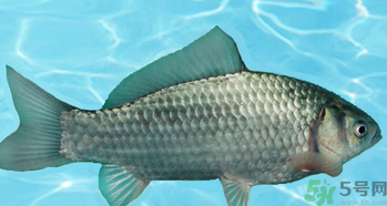 釣的魚在家怎么養(yǎng)活？釣的魚怎么保持不死？