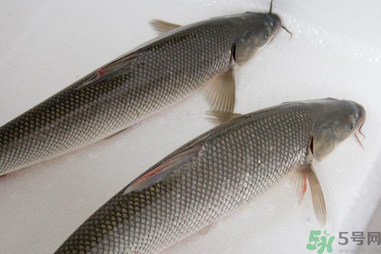 釣的魚在家怎么養(yǎng)活？釣的魚怎么保持不死？