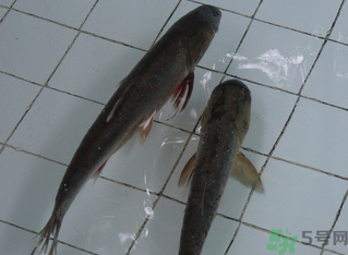 釣的魚在家怎么養(yǎng)活？釣的魚怎么保持不死？