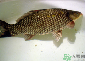 釣的魚死了還能吃嗎？釣的魚死了怎么處理？