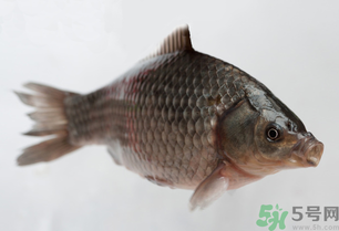釣的魚死了還能吃嗎？釣的魚死了怎么處理？