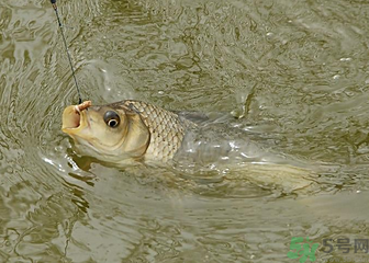 釣的魚死了還能吃嗎？釣的魚死了怎么處理？