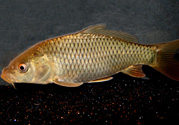 用玉米粒怎么釣鯉魚？玉米粒怎么泡制釣魚餌料？