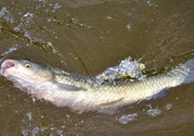 秋天釣草魚(yú)用什么餌？秋季釣草魚(yú)用什么餌最好？