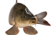 十月份草魚(yú)好釣嗎？十月份怎么釣草魚(yú)？
