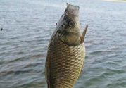 秋天黑坑釣鯽魚用什么餌料？秋天黑坑釣鯽魚餌料配方