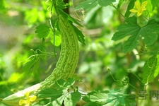 喝苦瓜能減肥嗎？喝苦瓜茶減肥效果怎么樣？