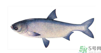 十月份能釣鰱魚嗎？鰱魚幾月份好釣？