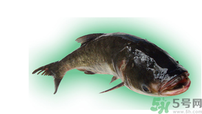 十月份能釣鰱魚嗎？鰱魚幾月份好釣？