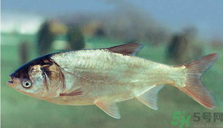 十月份能釣鰱魚嗎？鰱魚幾月份好釣？