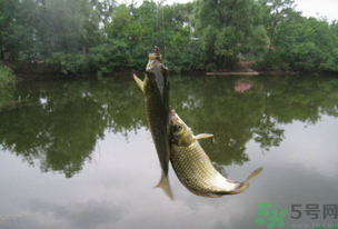 秋天釣魚(yú)什么風(fēng)向最好？秋天什么風(fēng)向好釣魚(yú)？