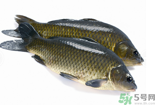 活鯉魚怎么保存？鯉魚怎么養(yǎng)才不容易死？