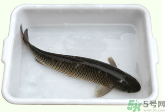 鯉魚死了還能吃嗎？鯉魚死了多久不能吃？