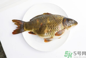 鯉魚死了還能吃嗎？鯉魚死了多久不能吃？