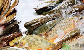 鯉魚死了怎樣保鮮？鯉魚死后怎么保存？